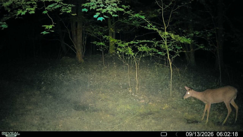 Timber Taffy Licking Branch Spray