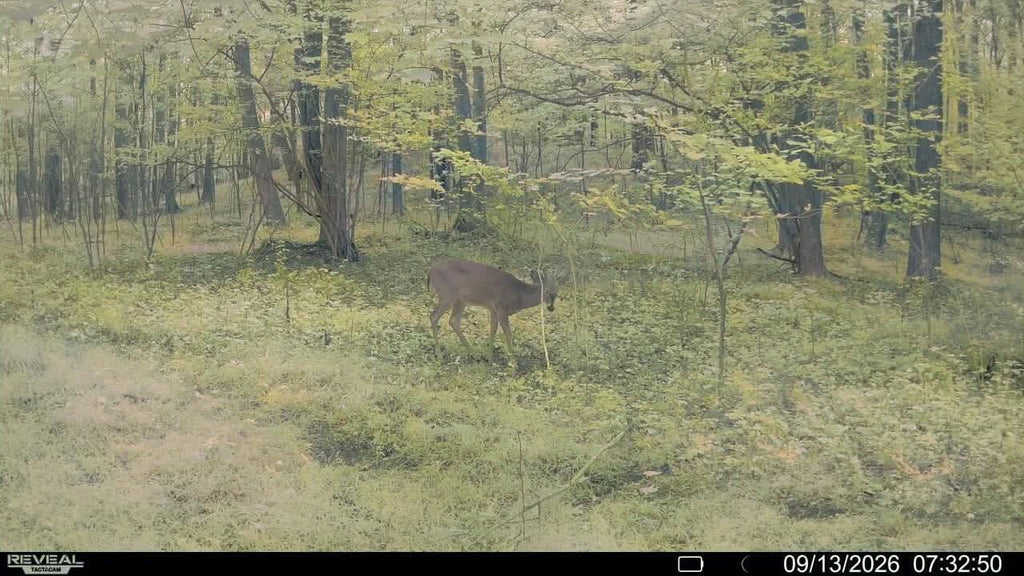 Timber Taffy Licking Branch Spray
