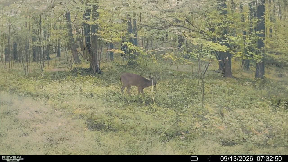 Timber Taffy Licking Branch Spray
