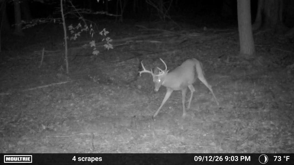 Timber Taffy Licking Branch Spray