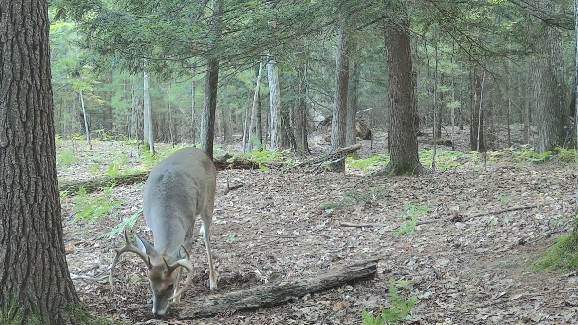 Timber Taffy Licking Branch Spray