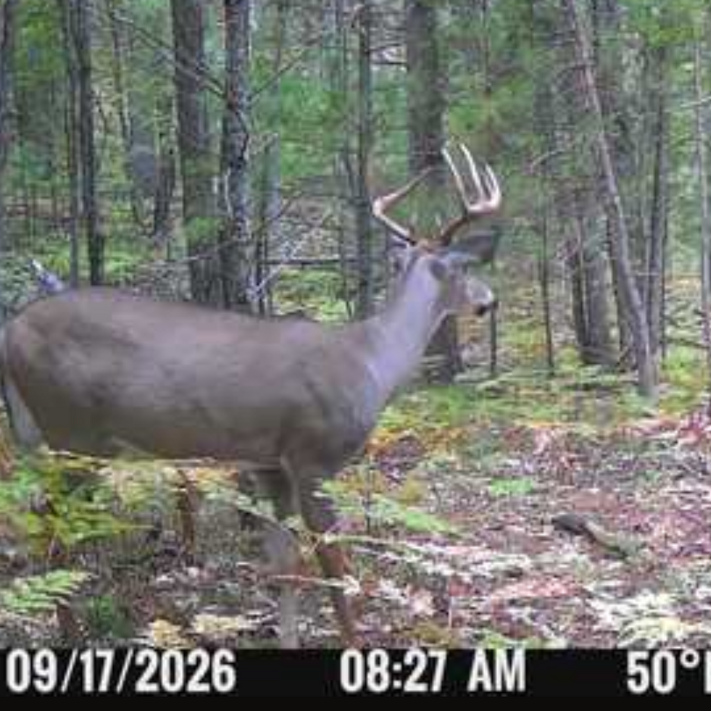 Timber Taffy Licking Branch Spray