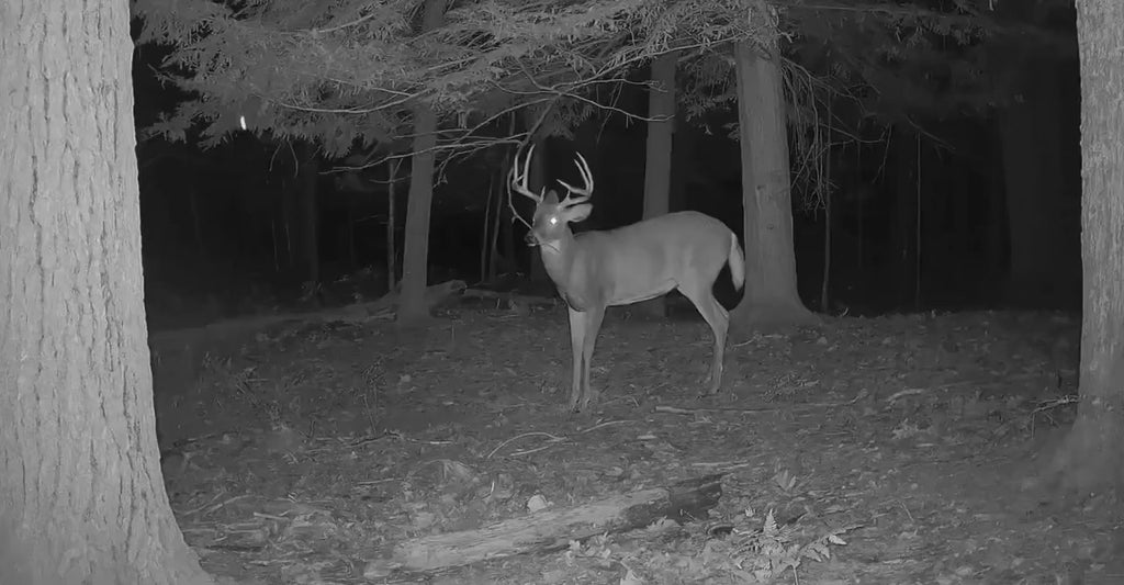 Timber Taffy Licking Branch Spray