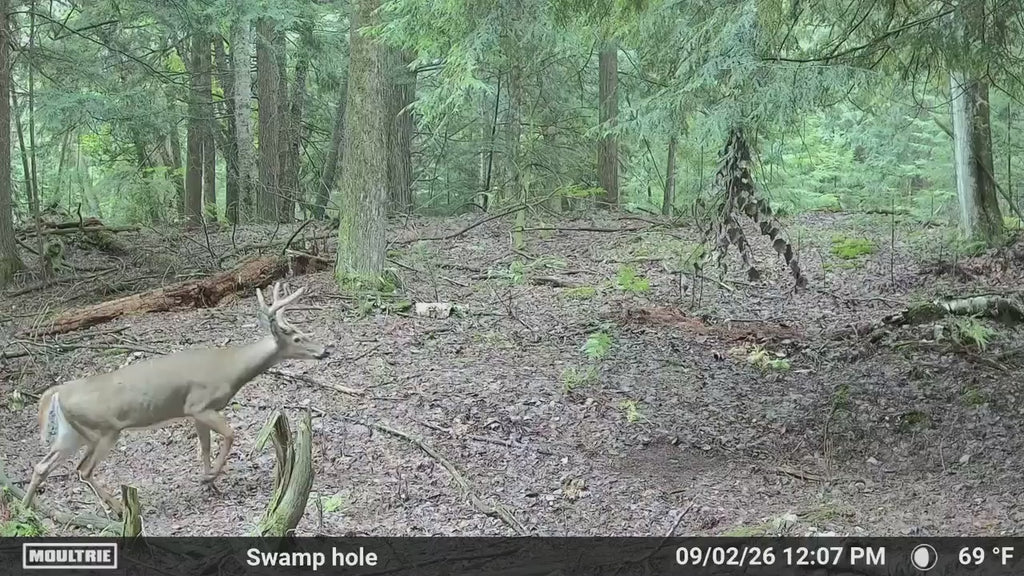 Timber Taffy Licking Branch Spray