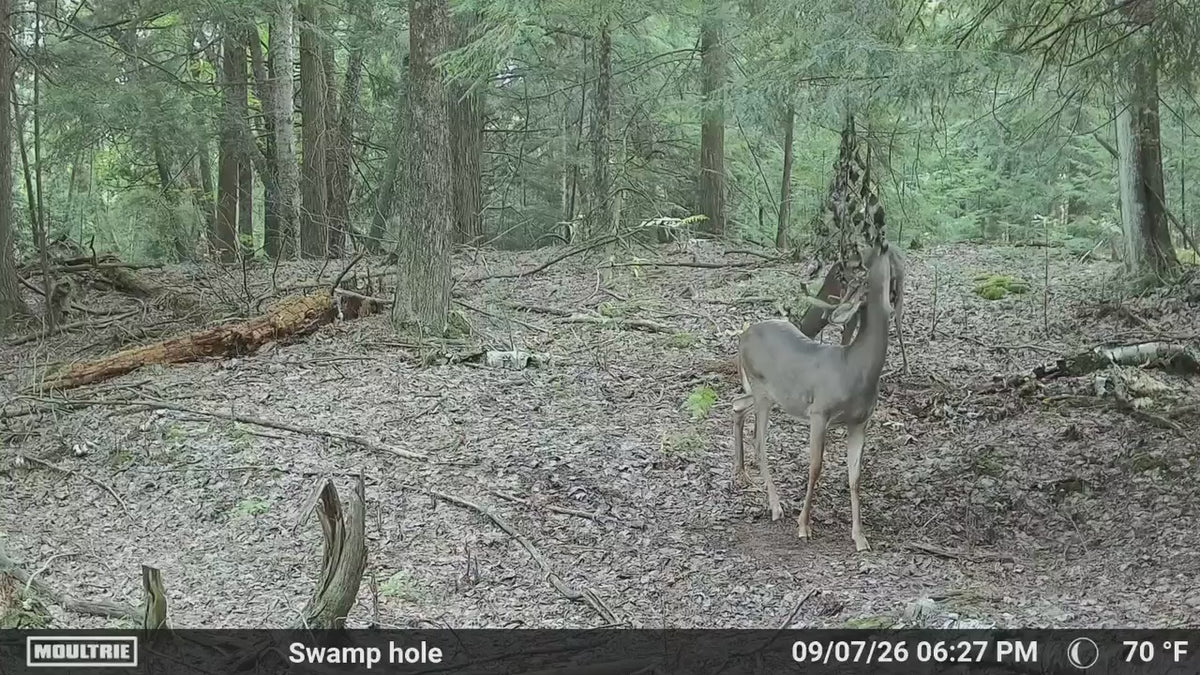 Timber Taffy Licking Branch Spray