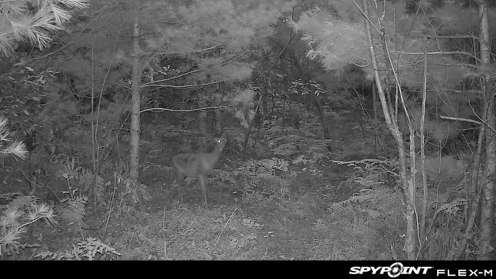 Timber Taffy Licking Branch Spray