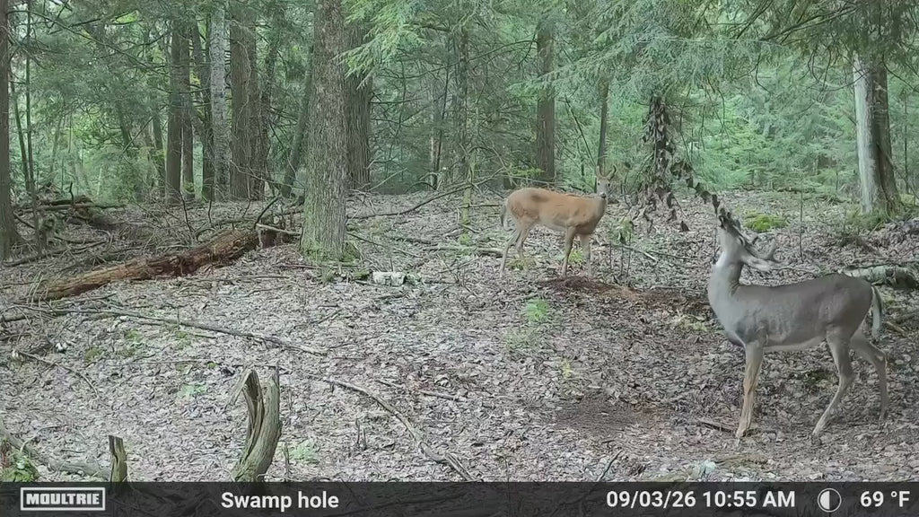 Timber Taffy Licking Branch Spray
