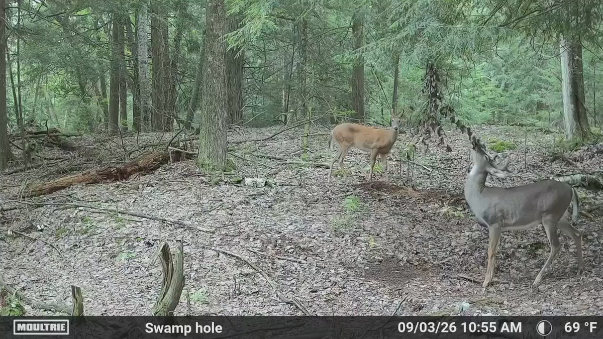 Timber Taffy Licking Branch Spray